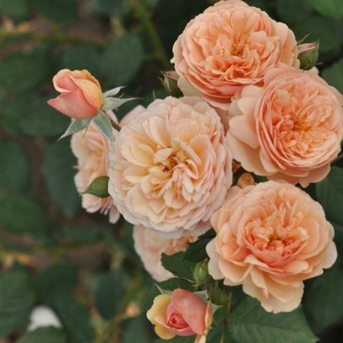 Brzoskwiniowy - Róże pienne - z kwiatami róży angielskiej - korona krzaczasta